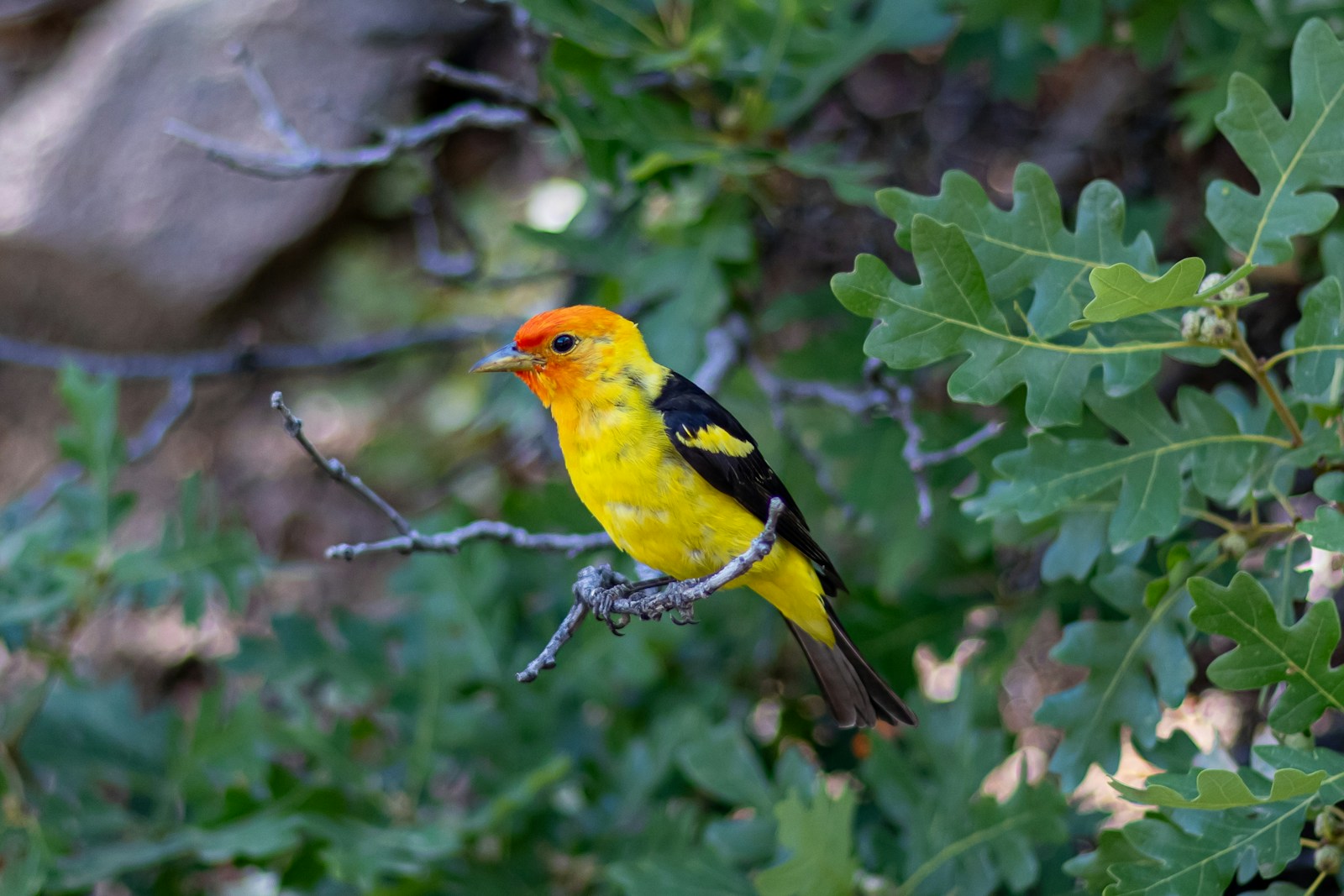 Western Tanager
