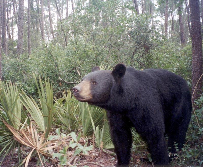 A Black Bear
