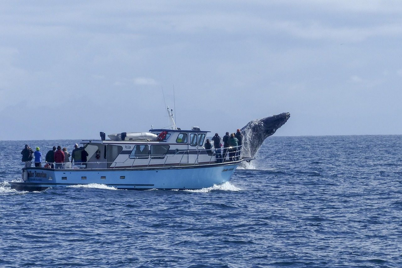 humpback whale, jumping, animal, maritime, ocean, pacific, mammal, nature, wildlife, aquatic, colossus, giant, boat, whale watching, canada, british columbia, blue animals, blue boat, blue watch, whale watching, whale watching, whale watching, whale watching, whale watching