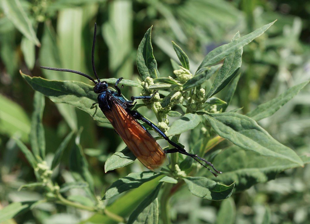 Tarantula Hawk Wasp