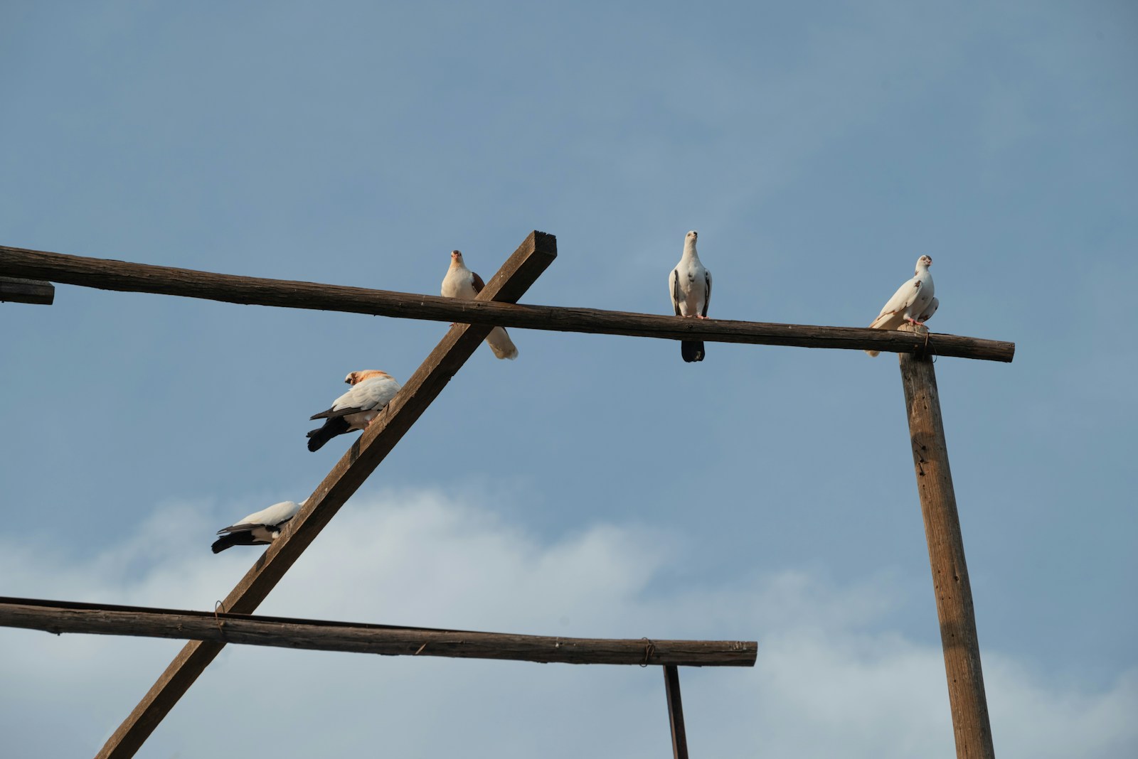 Birds resting on poles