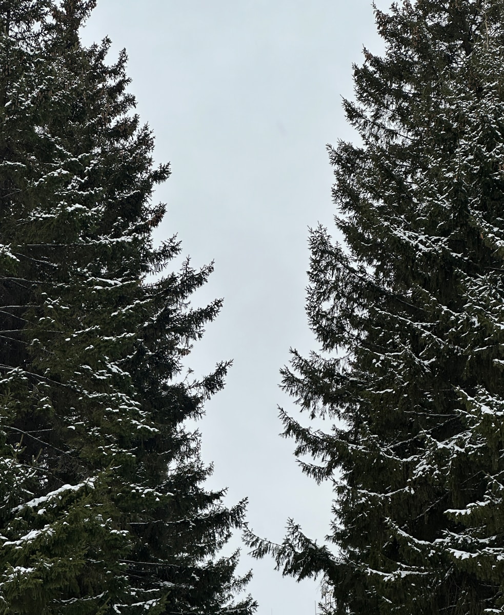 A couple of trees that are covered in snow
