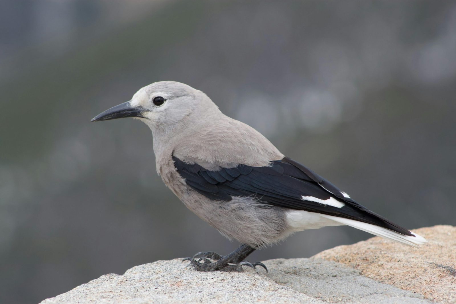 Clark’s Nutcracker
