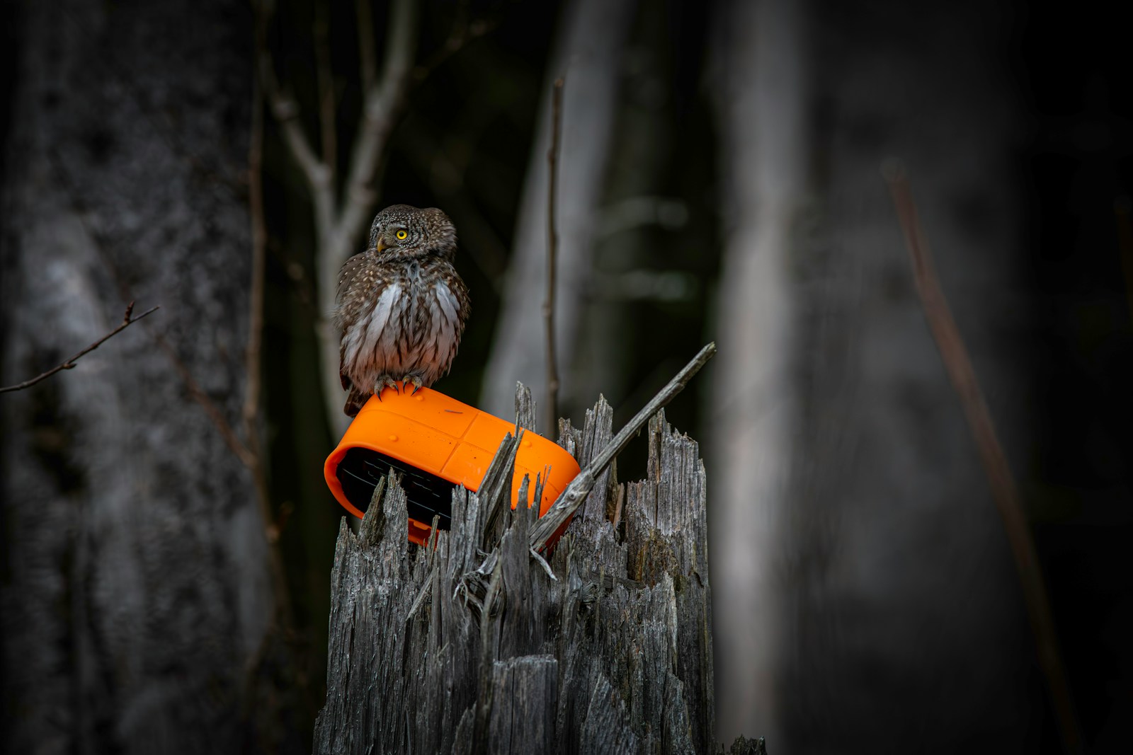 An owl sitting on top of a wooden fence