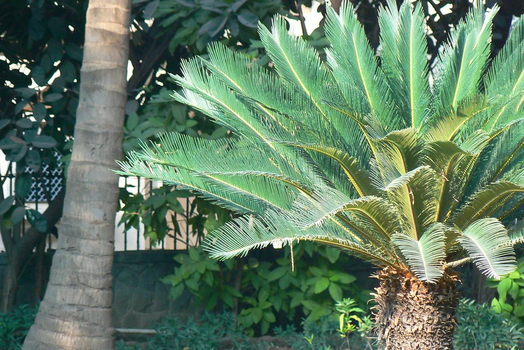 King Sago palm