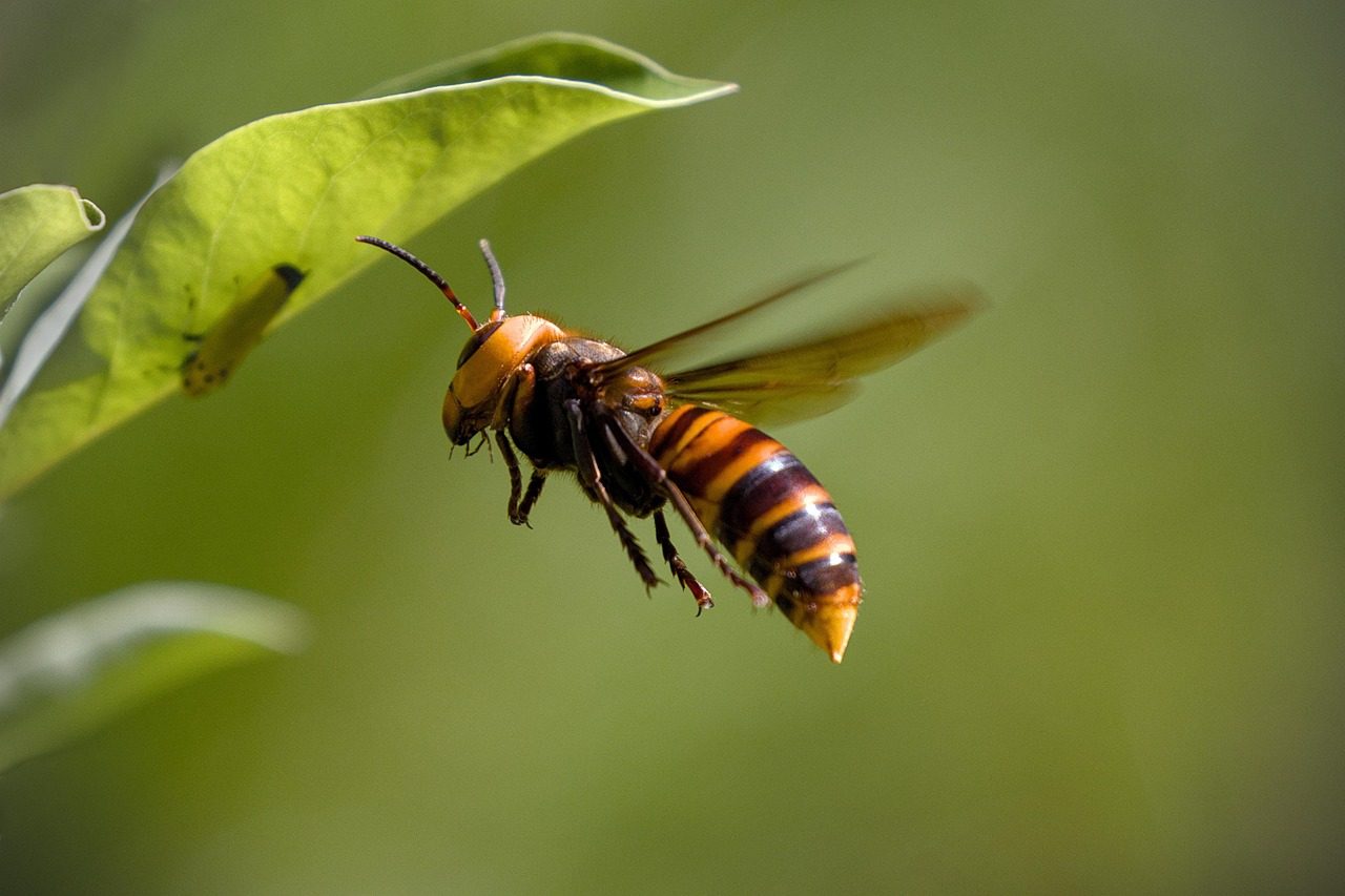 Asian Giant Hornet