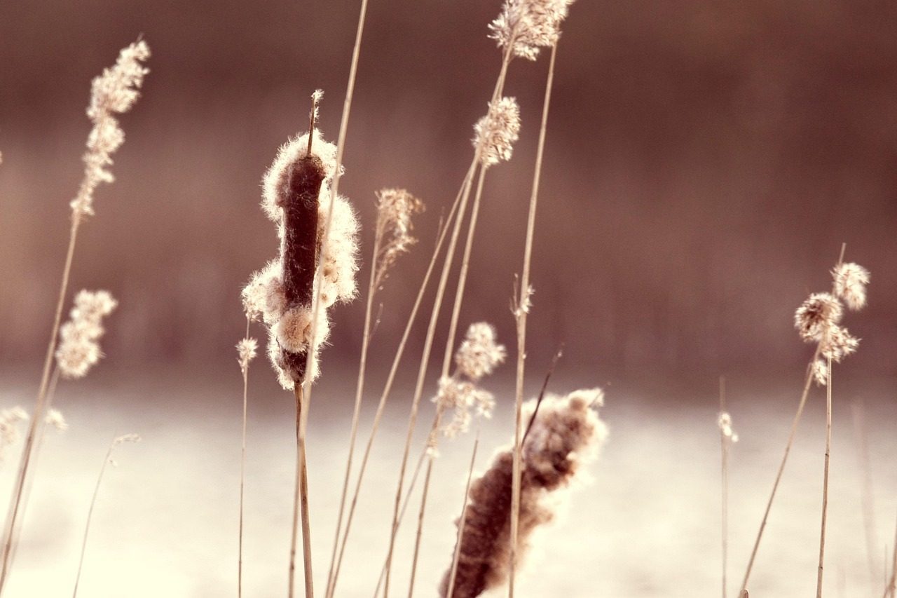 Cattail Fluff for Fire Tinder and Insulation