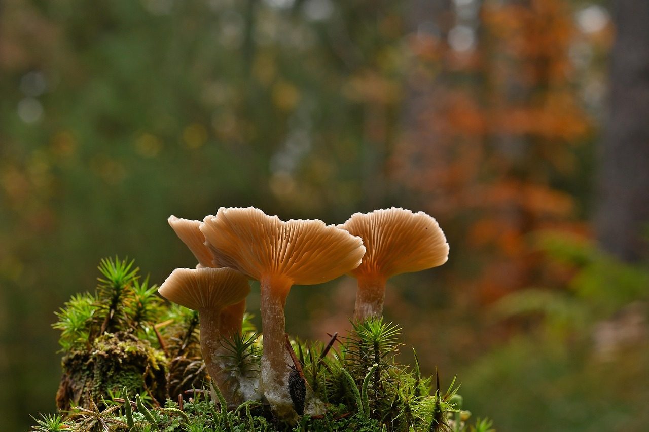 Poison Mushrooms