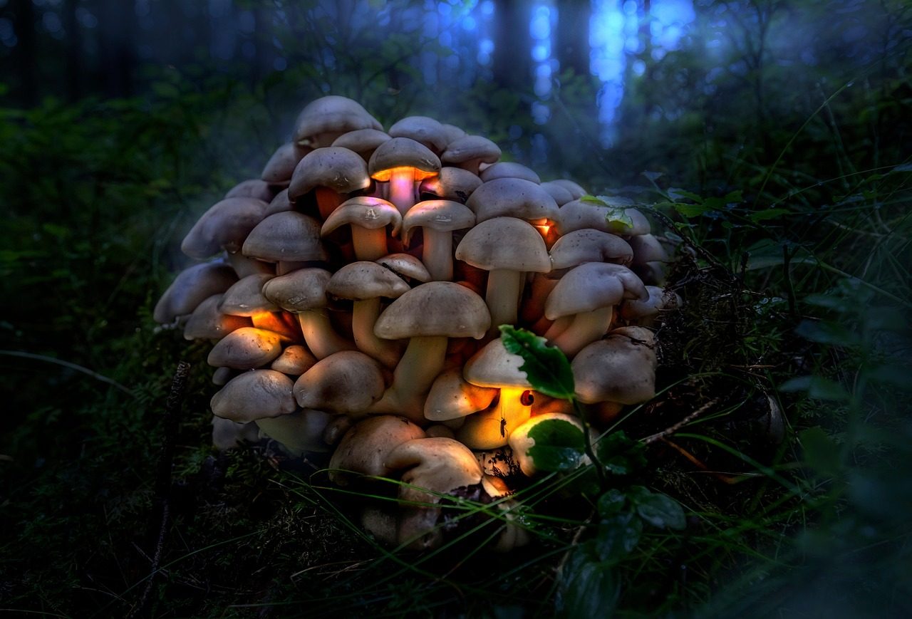 mushrooms, toadstool, fungus, growth, edible, nature, forest, plant