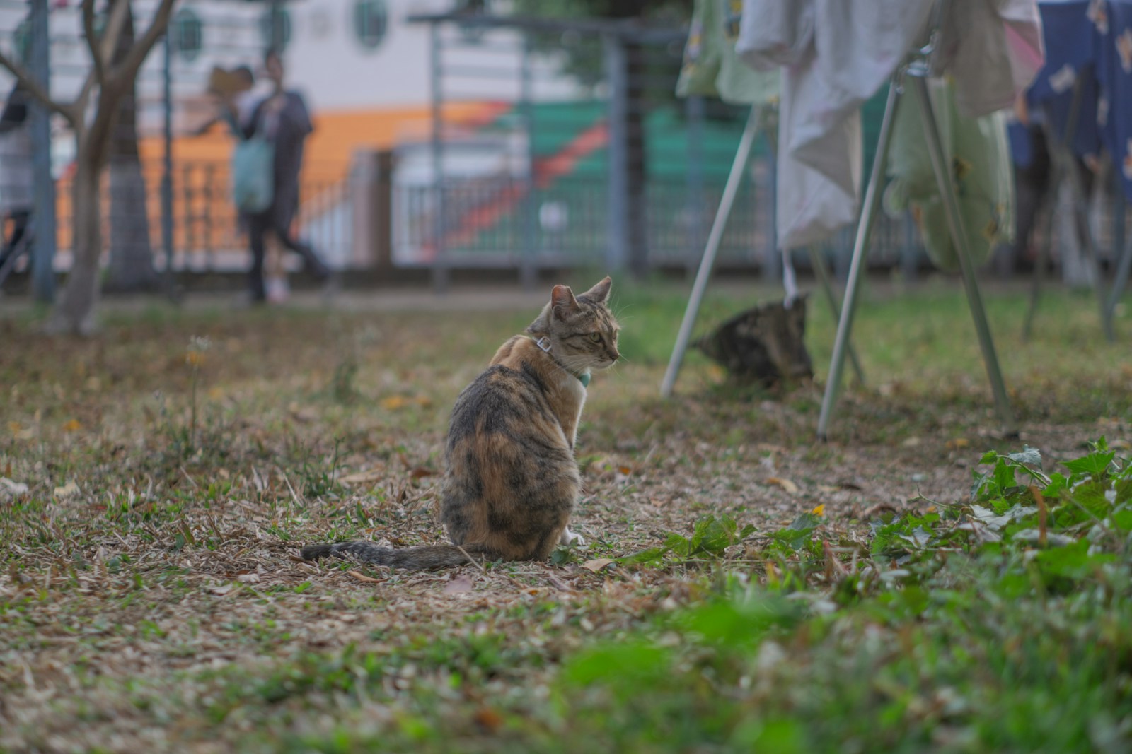 A cat sits patiently in a grassy field.
