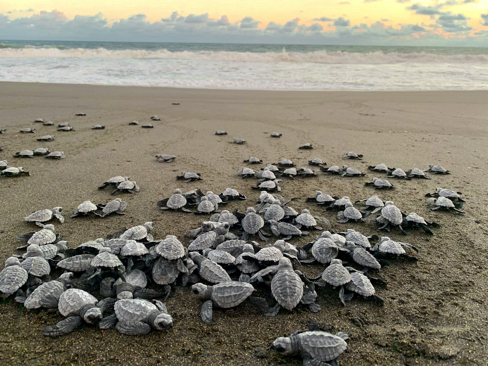 Sea Turtles Nesting in Florida