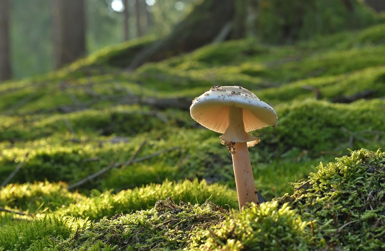 A Person Spotting Mushroom in Forest