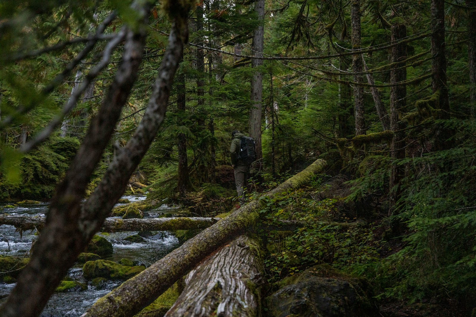a man walking through a forest next to a river