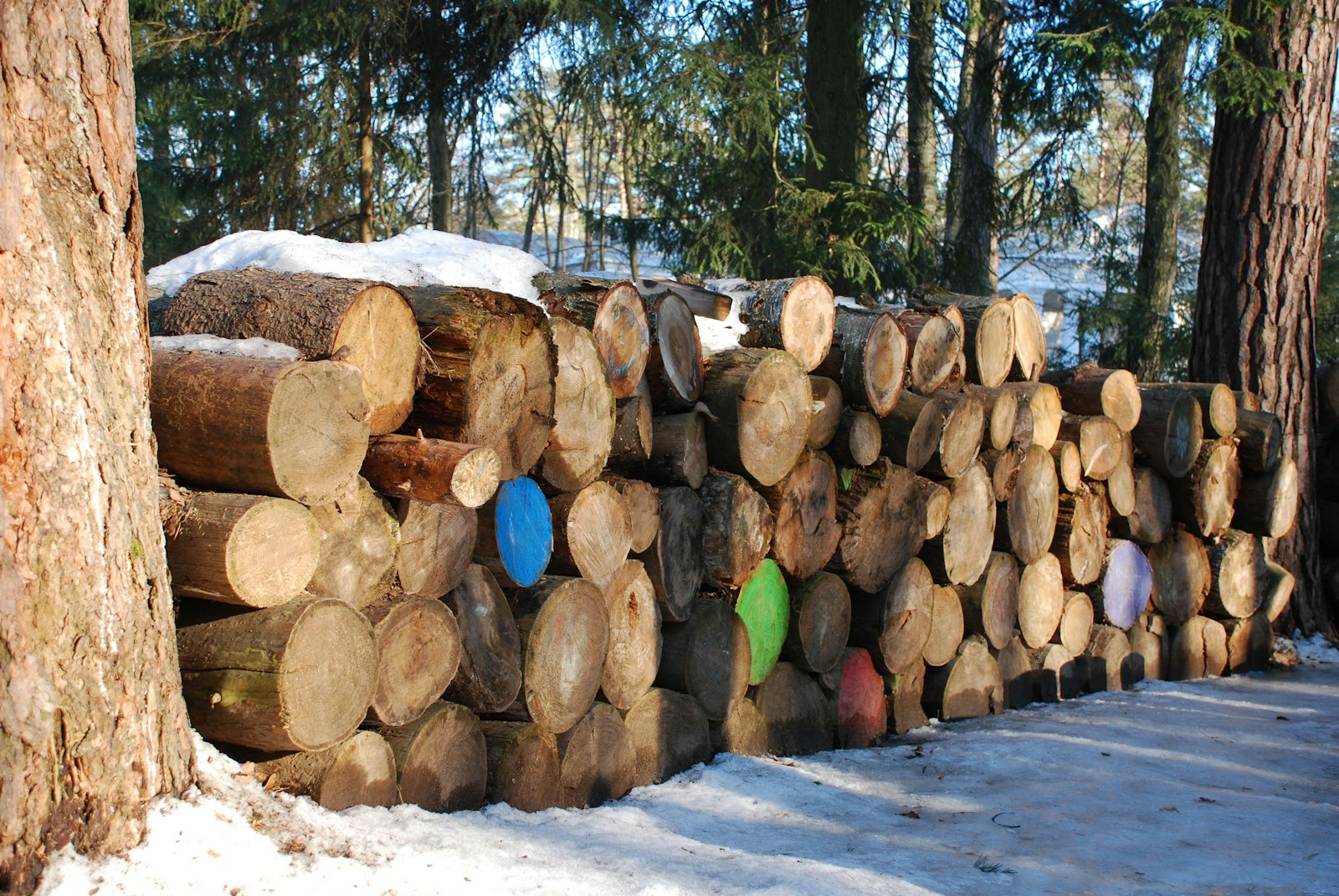 Dry Firewood for Reliable Heat and Cooking Power