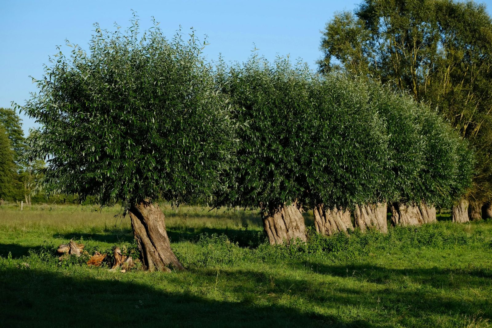 Sunlit field with a row of lush willow trees under clear blue sky.
