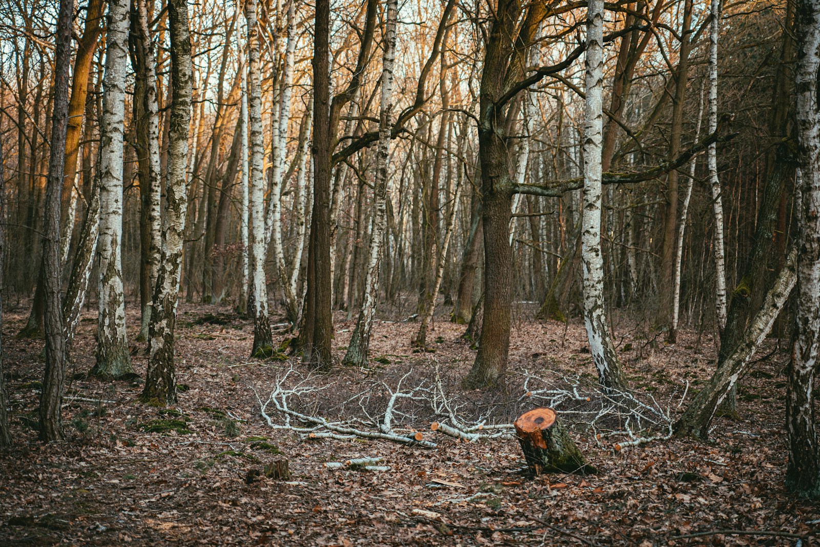 A Tracker Noticing Broken Branches in Forest