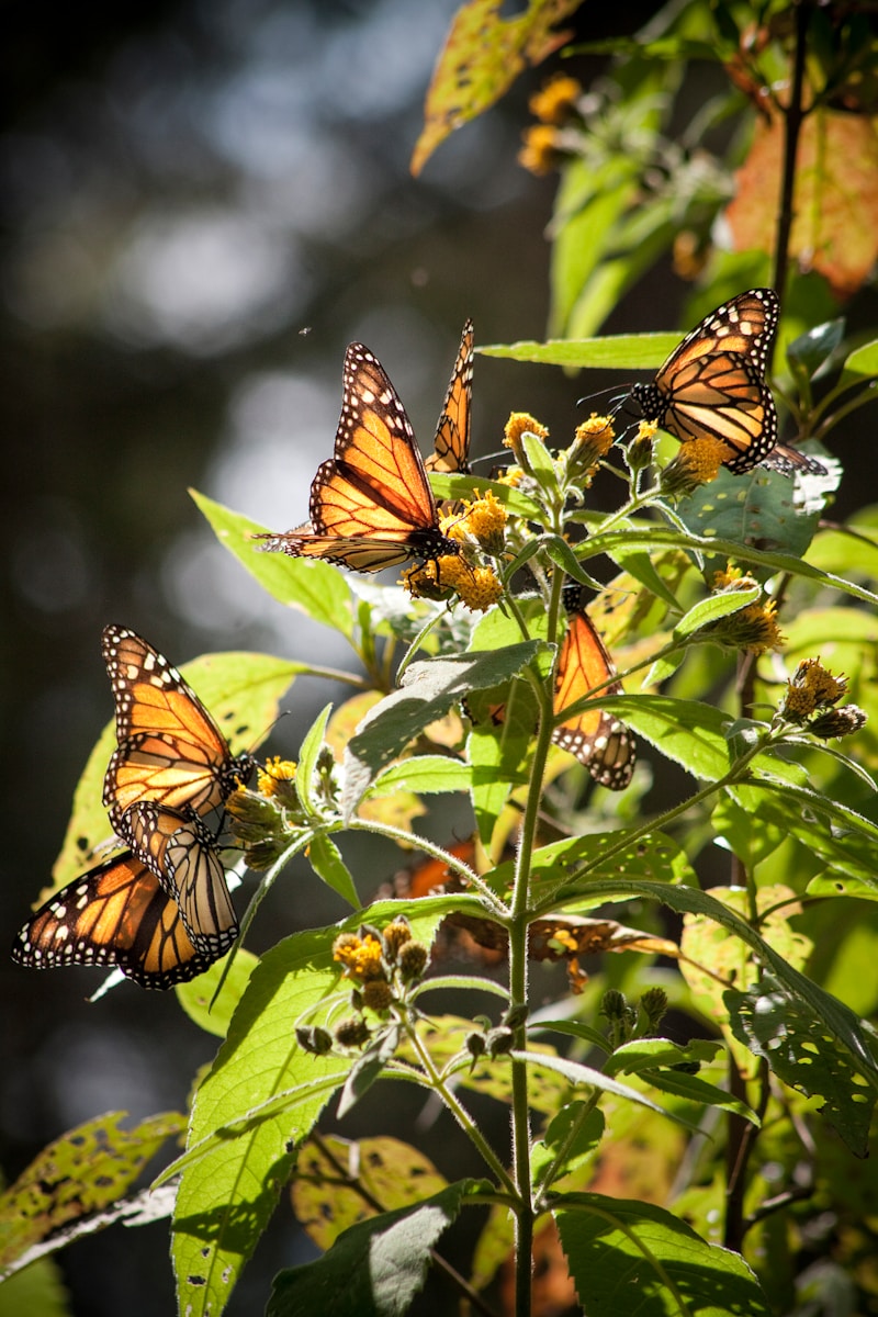 A group of butterflies sitting on top of a green plant