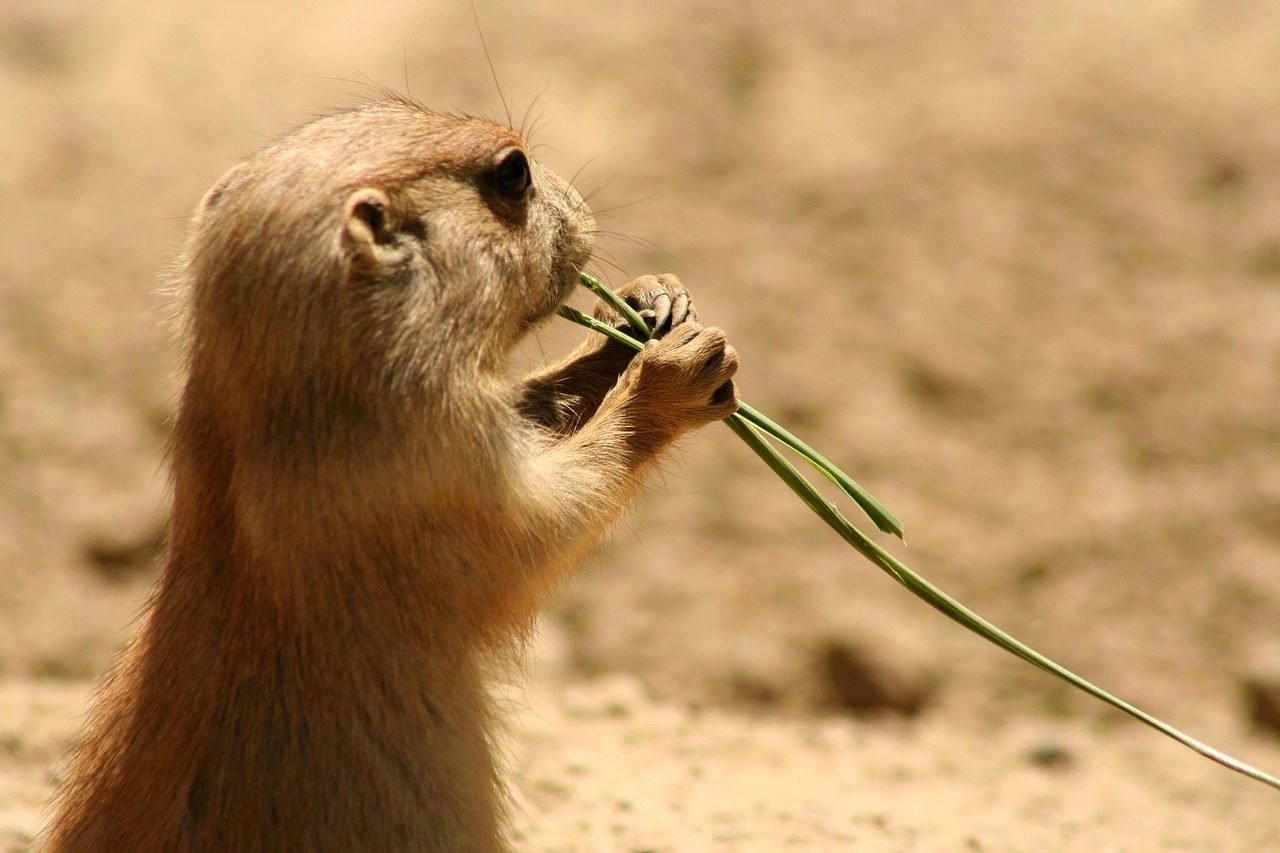 squirrel, animal, eating, food, desert squirrel, ground squirrel, mammal, small, wildlife, desert, zoo, nature, closeup