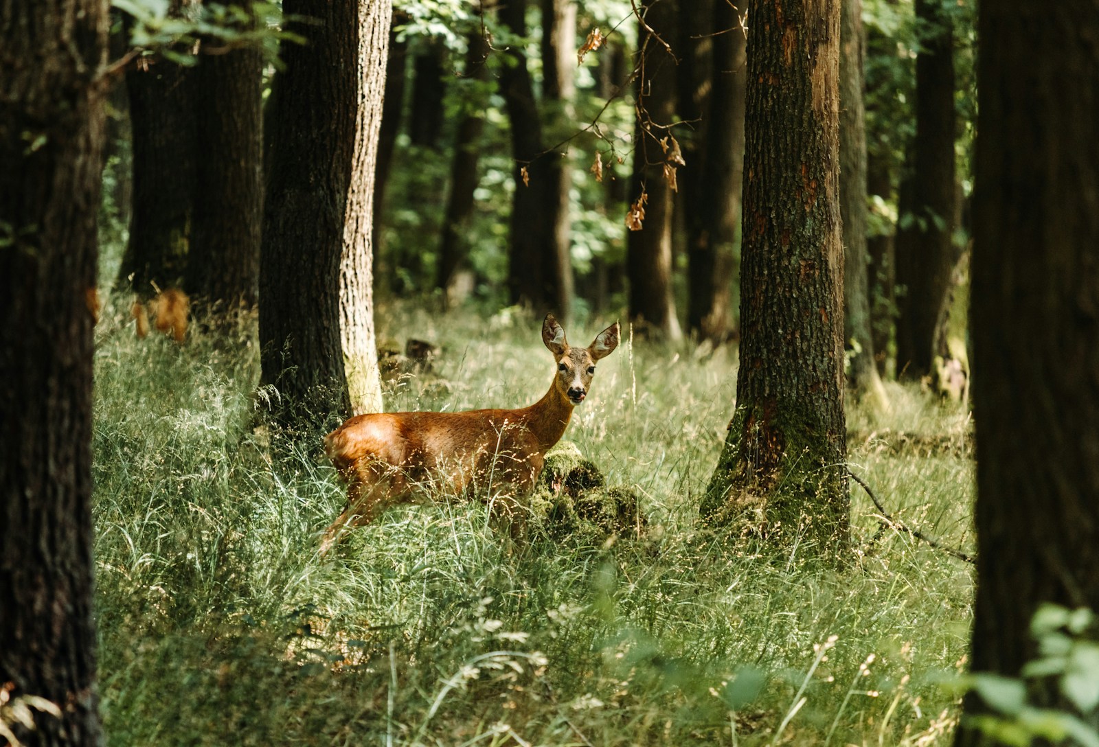 taiki-ishikawa-w6EMxsk8CDA-unsplash brown deer on green grass field during daytime