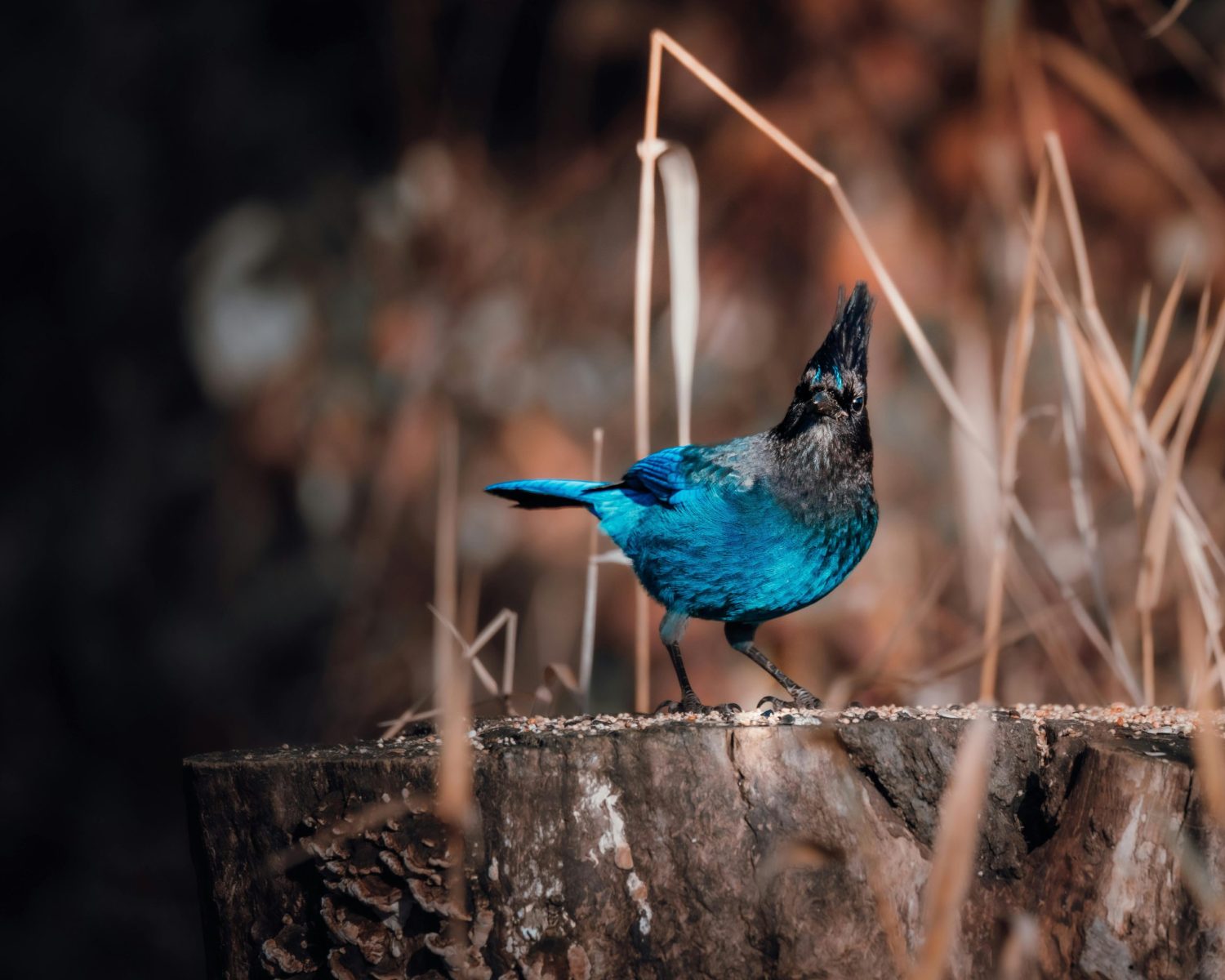 Vibrant Steller's Jay on tree stump in Langley, BC, surrounded by autumn foliage.
