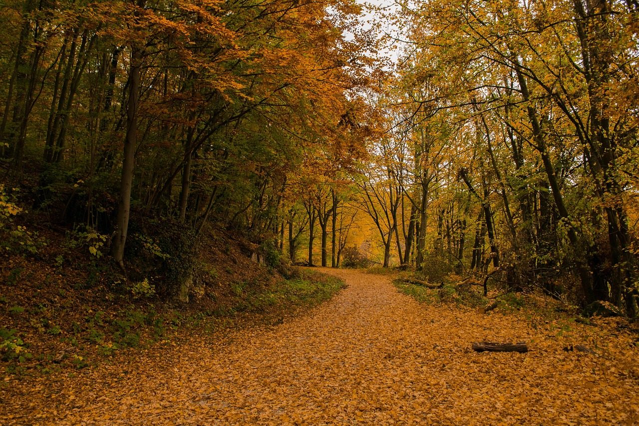 wood, autum, forest, natural, plant, texture, flora, nature, organic, landscape, agriculture, autumn, trees