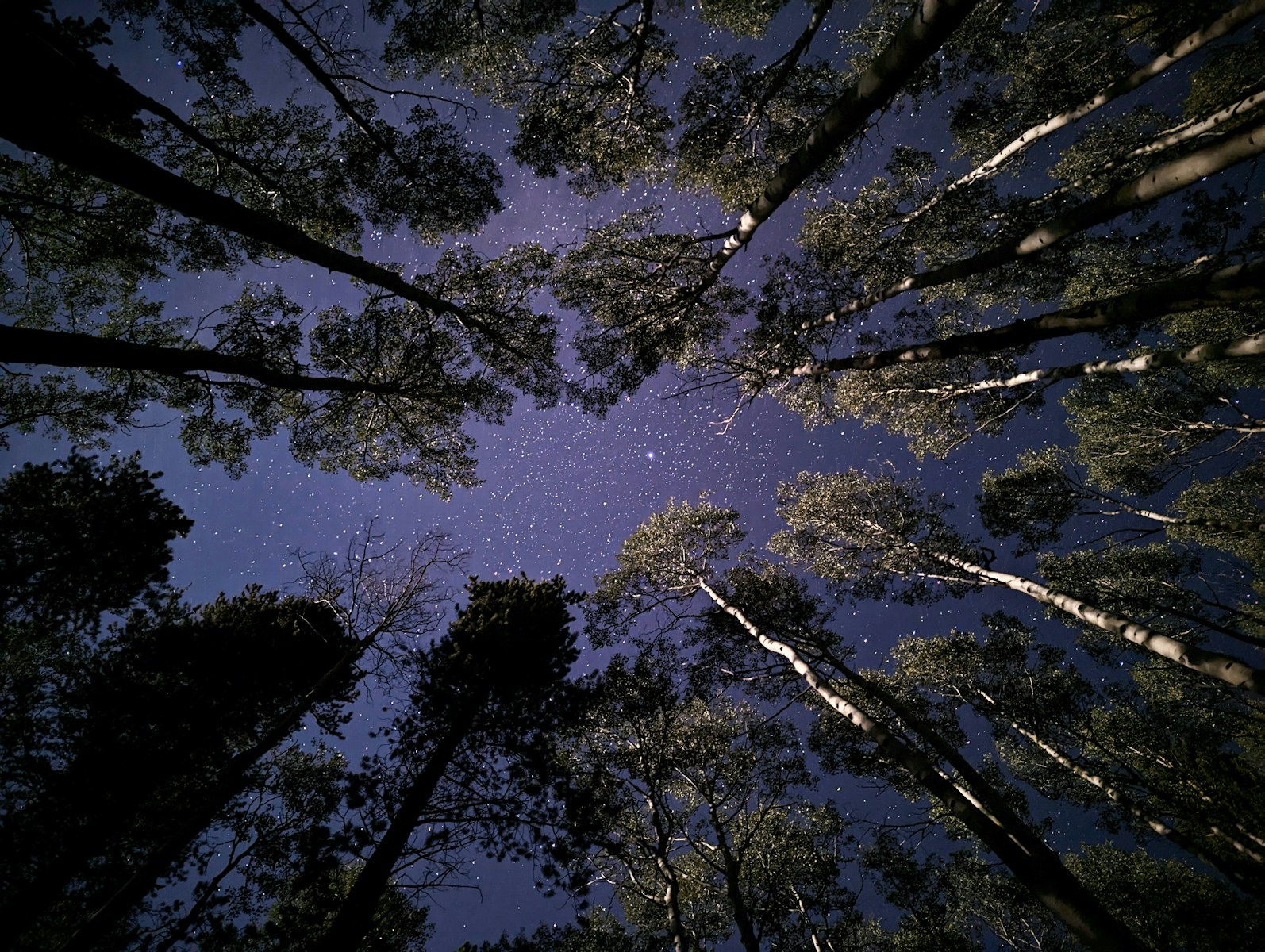 Looking up through the aspens at the starry sky in the dead of night.