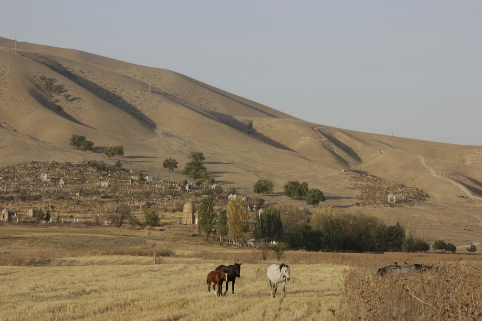 Mining Towns of Pony
