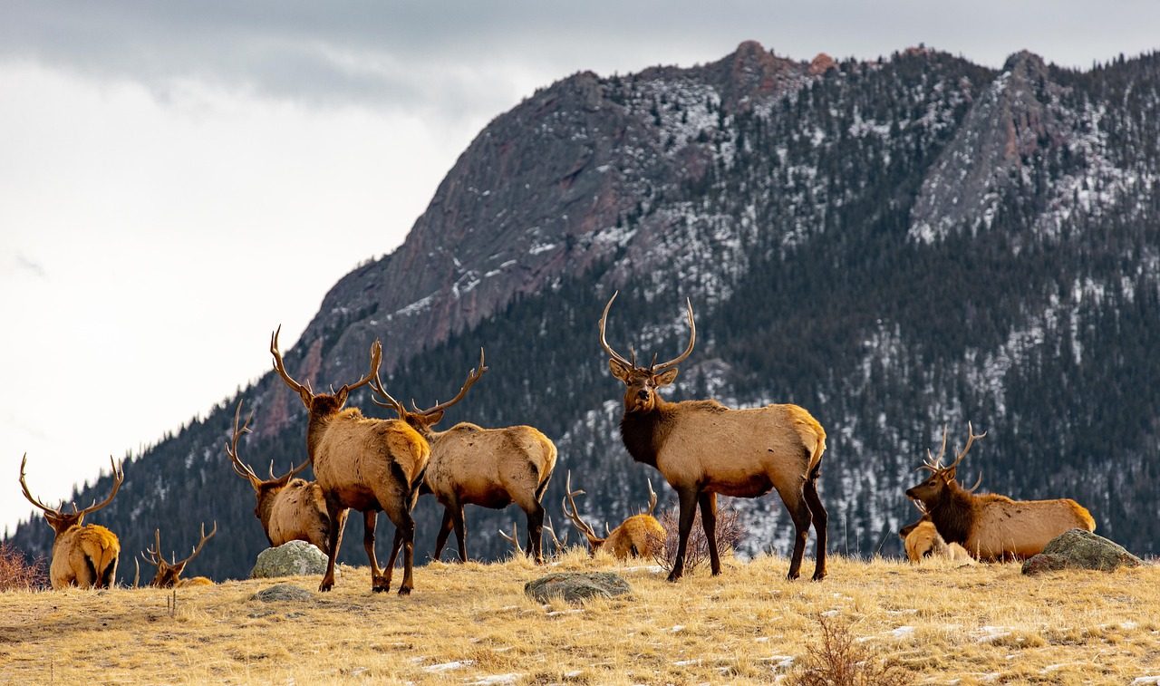 Witness Elk Bugling in the Rockies