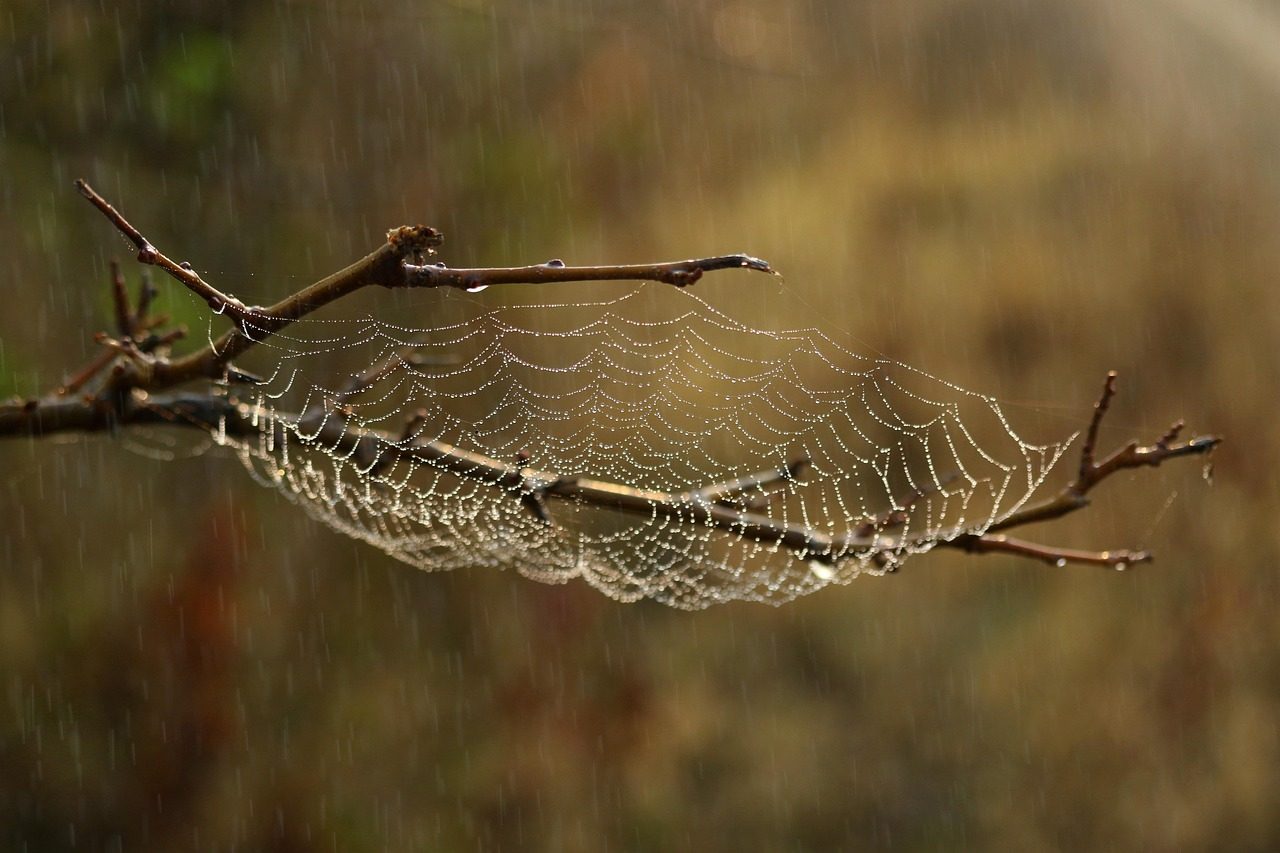A Spider Webbing