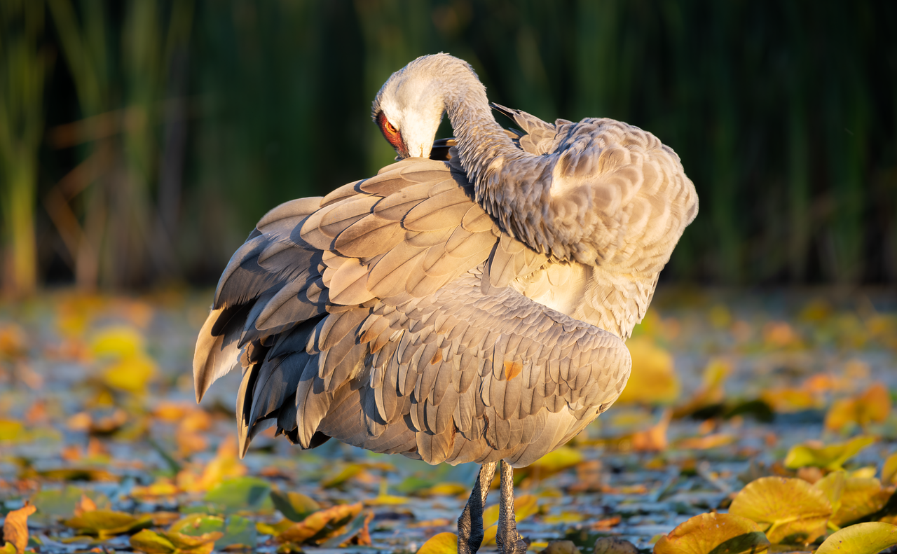 Marvel at Sandhill Crane Gatherings