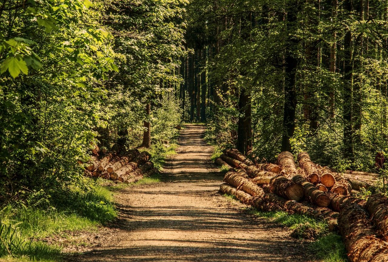 A Offroad Trail in Forest
