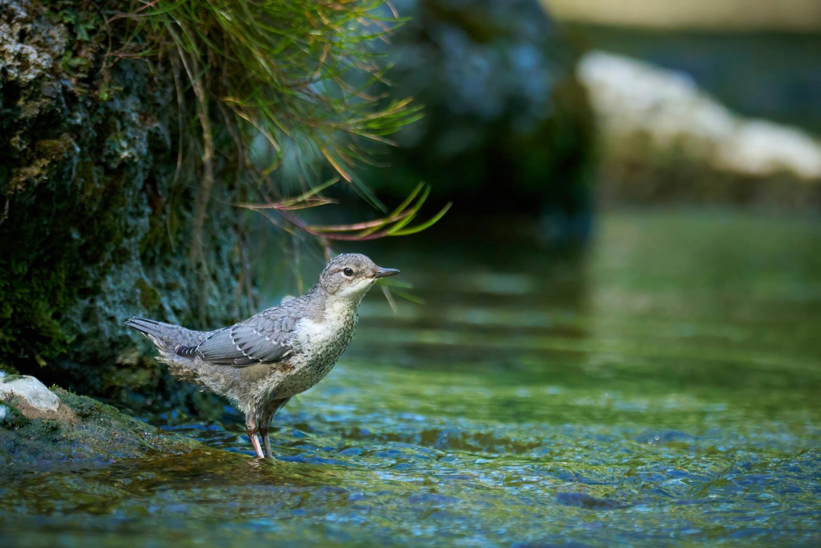 American Dipper