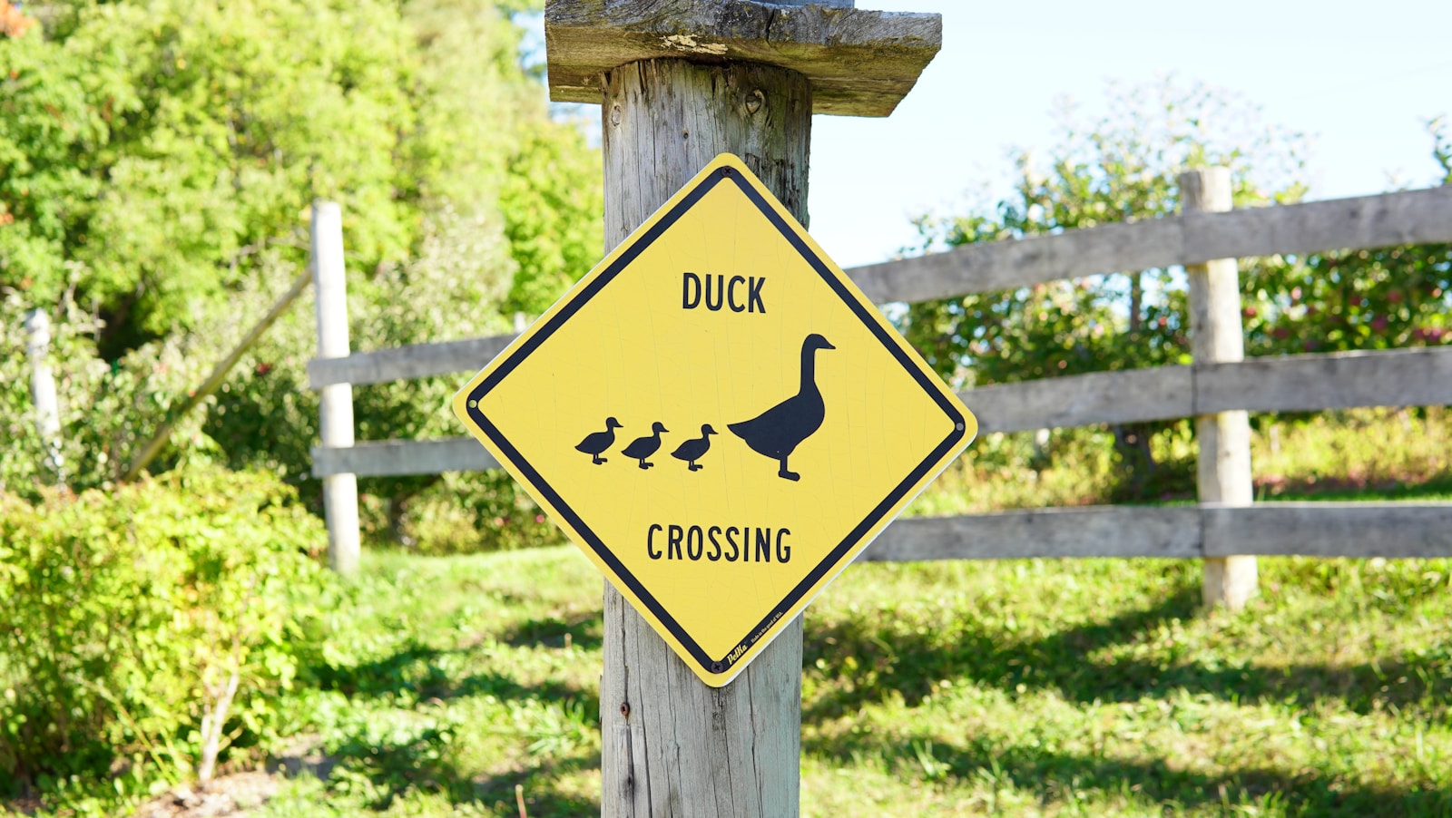 Yellow duck crossing sign on a wooden post.