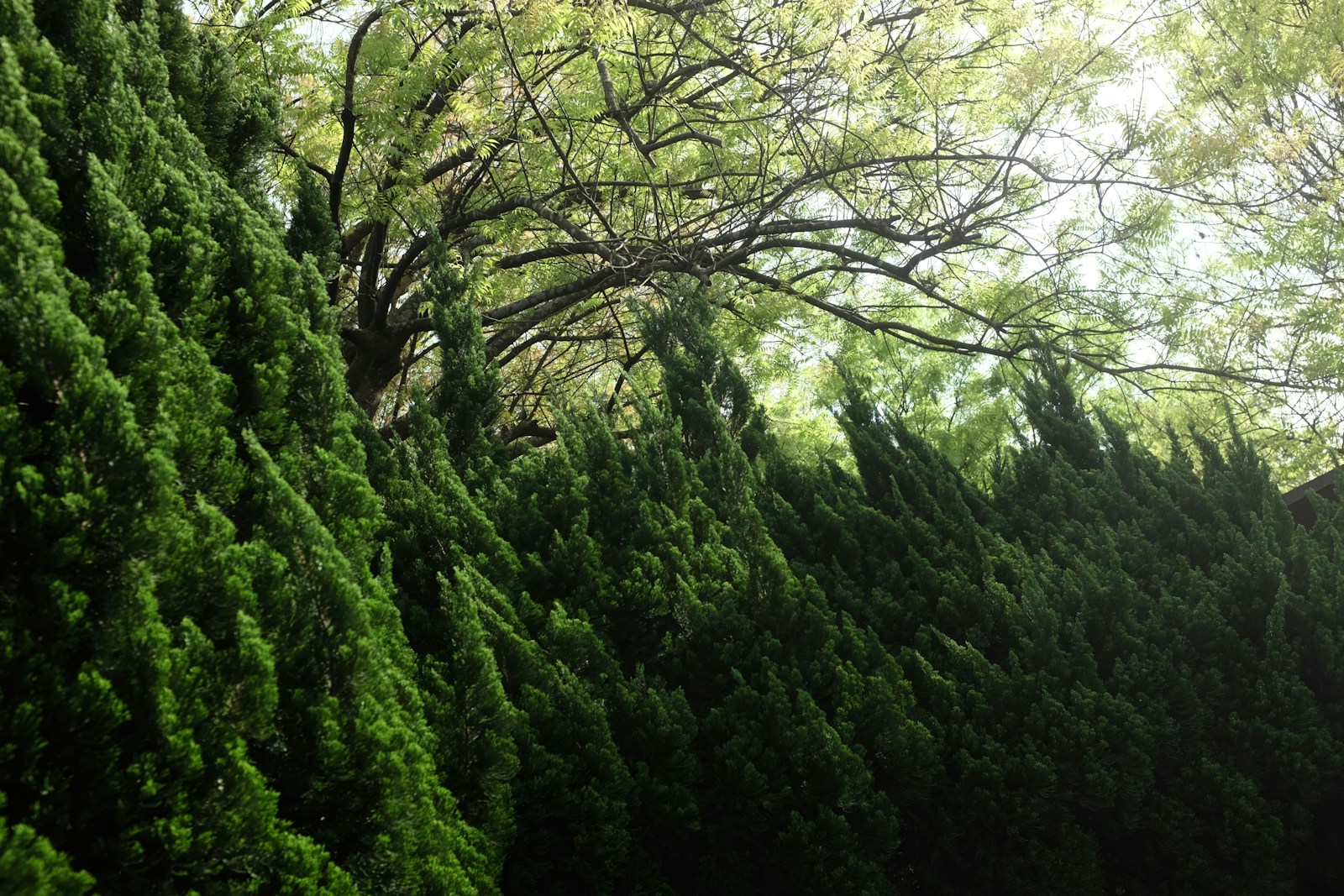 Evergreen Boughs