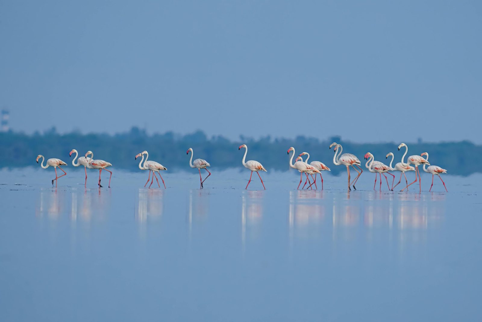 A group of flamingos wading in calm, shallow waters with a serene blue backdrop.