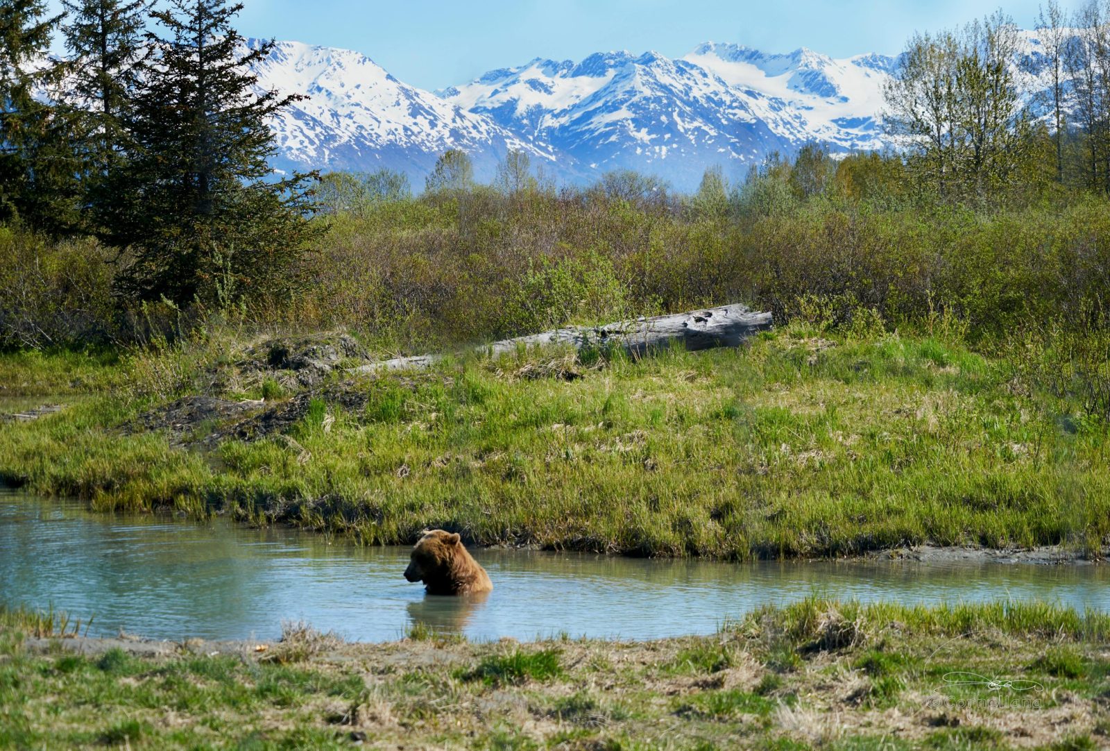 Alaska for Untamed Wilderness and Majestic Peaks