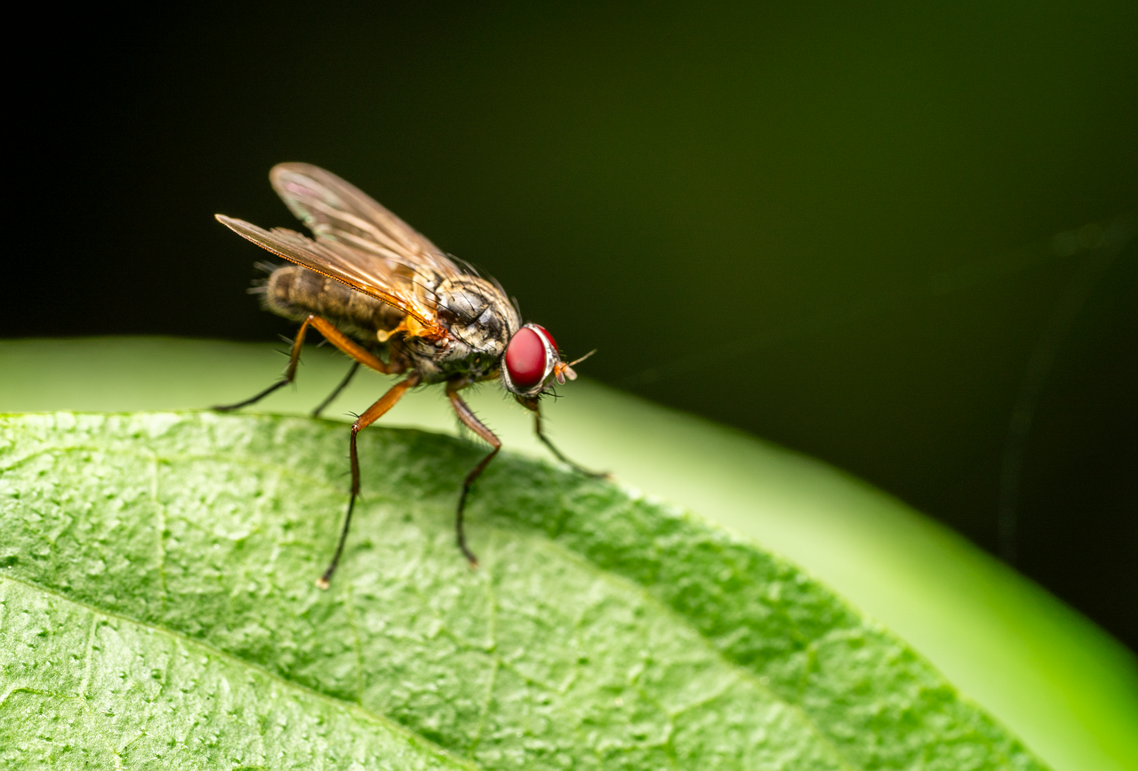 Tsetse Fly