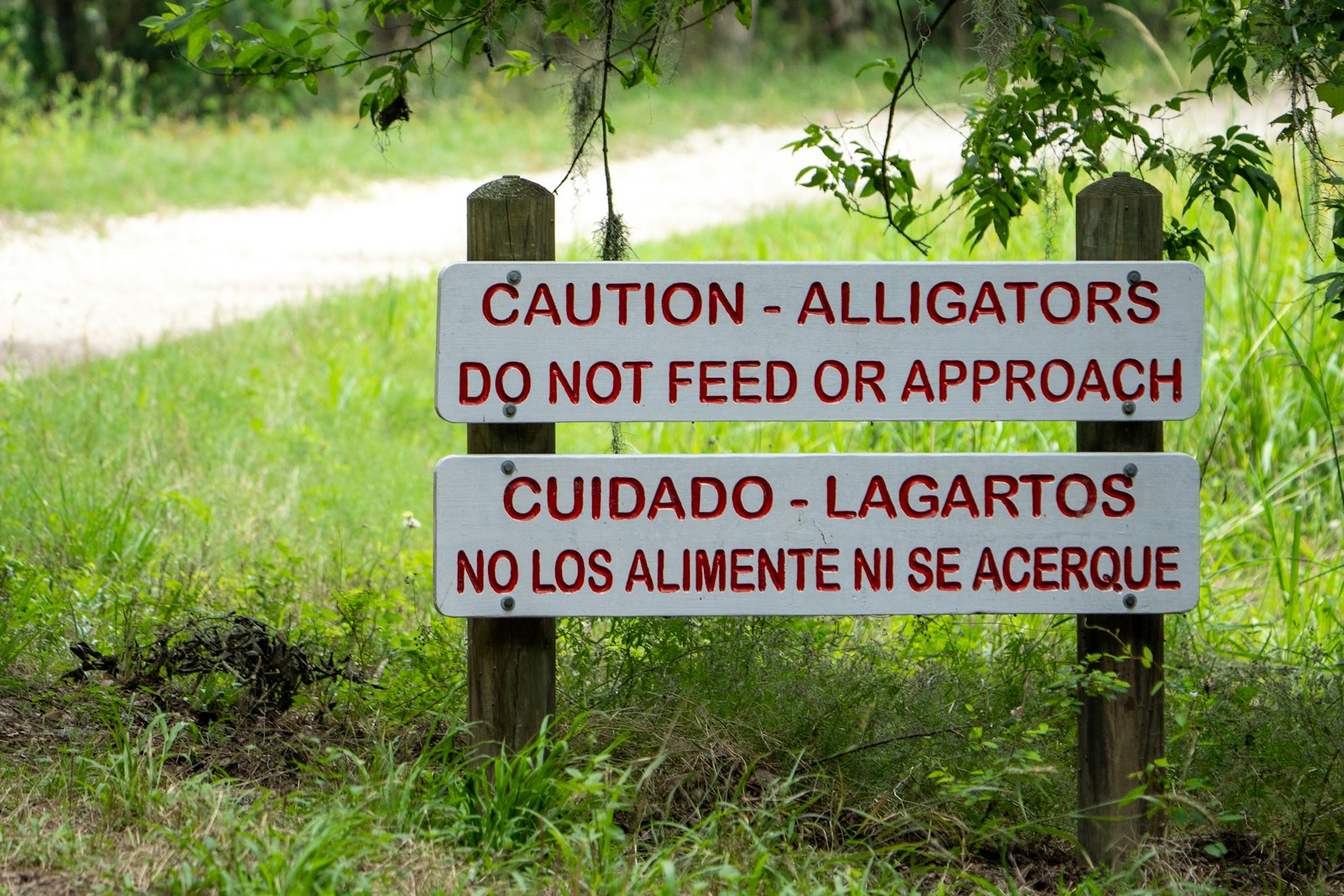 Alligator warning! Signs