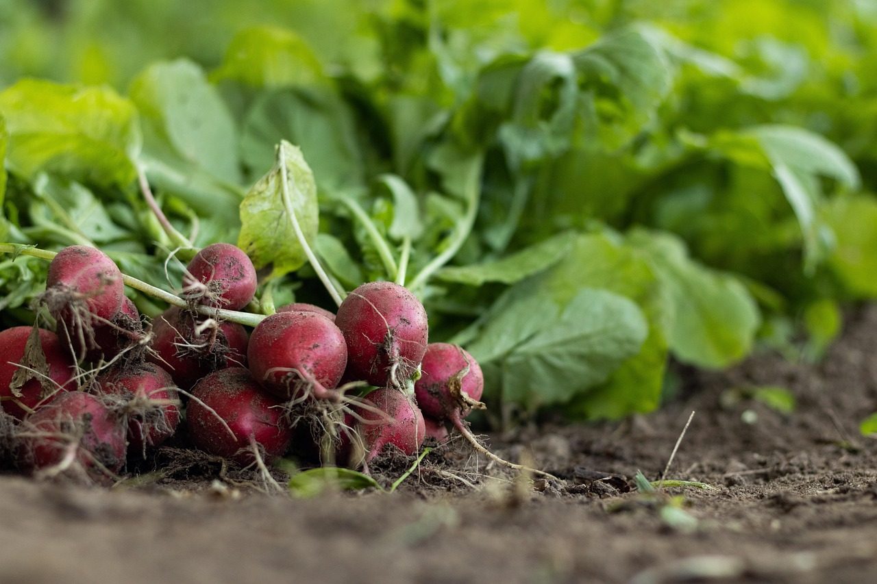 garden radish, vegetables, food, root crop, harvest, fresh, healthy, nutrition, organic, produce, agriculture, cultivated, vegetables, food, agriculture, agriculture, agriculture, agriculture, agriculture