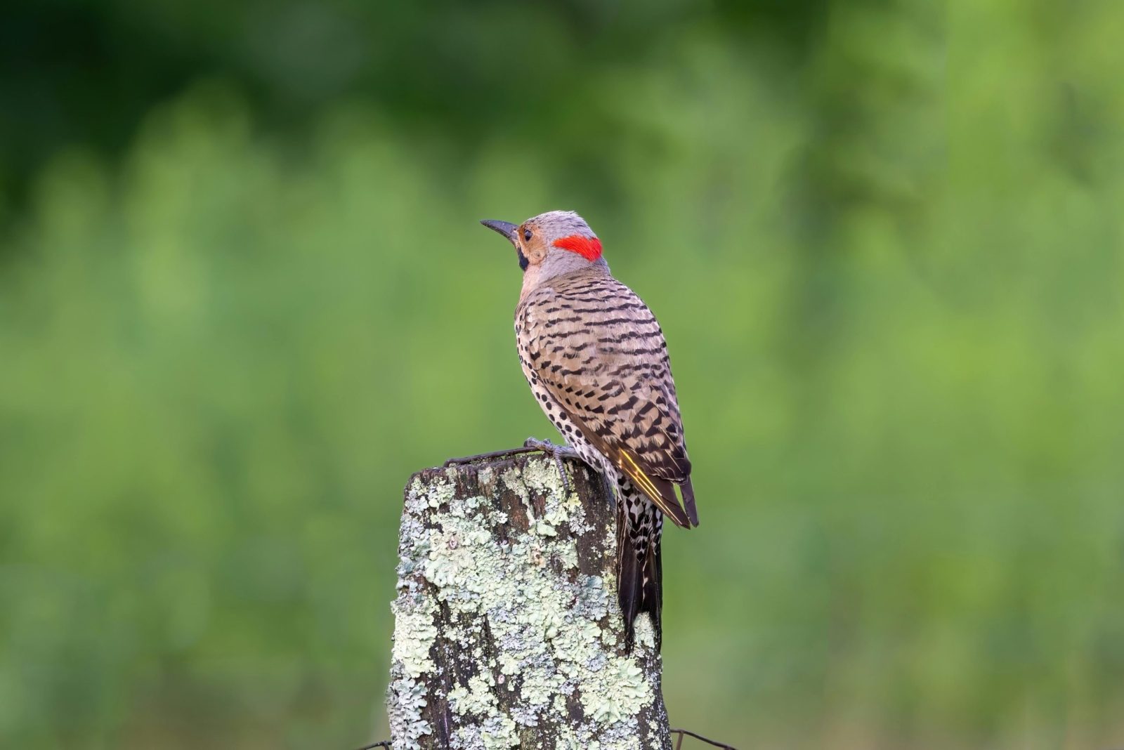 Beautiful Northern Flicker perched on a lichen-covered post with a lush green background.
