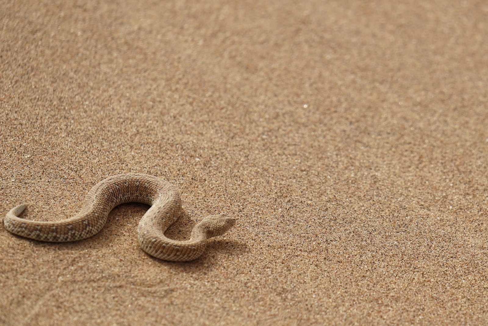 A snake is laying in the sand on the beach