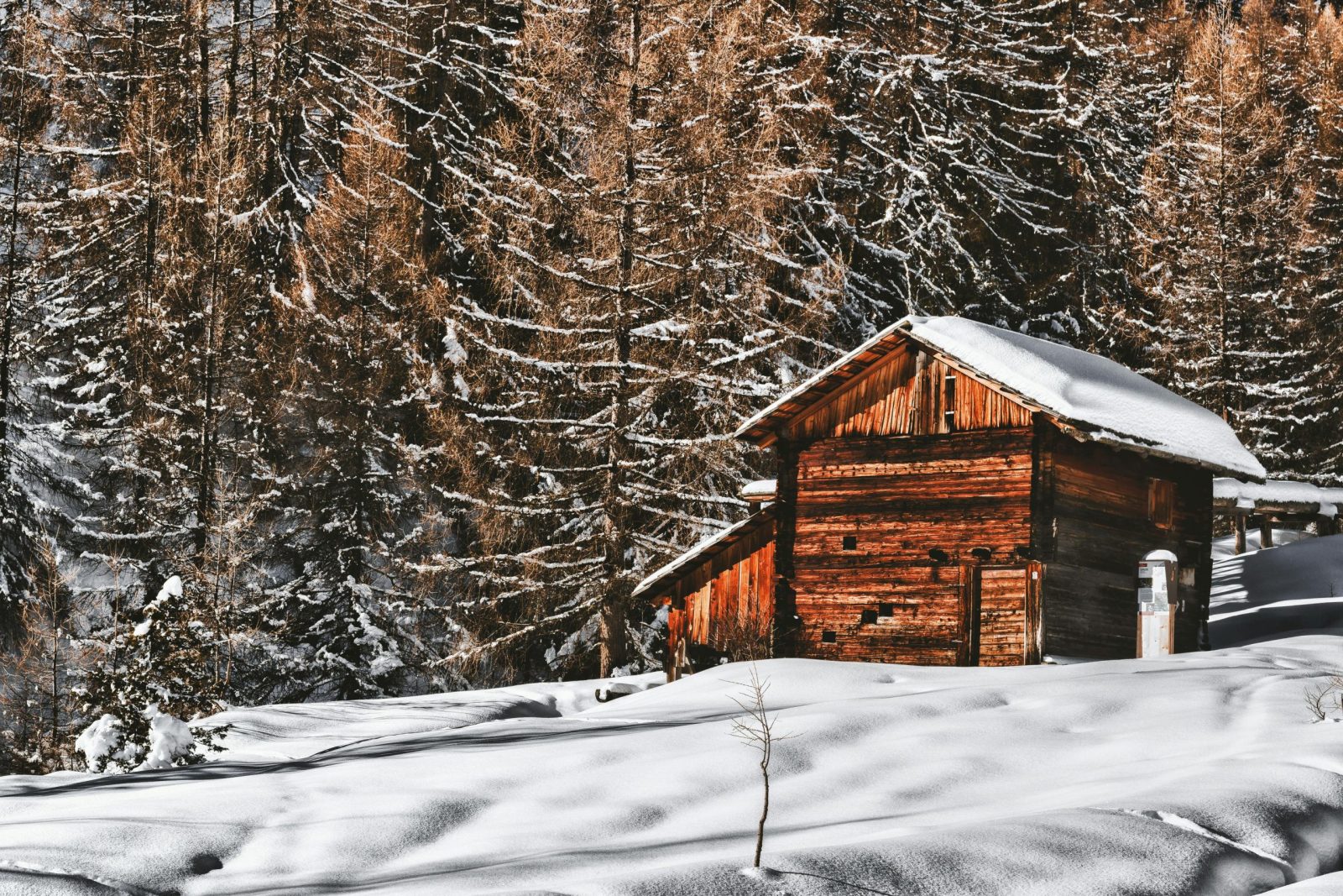 A rustic wooden cabin surrounded by snowy trees in a serene winter forest setting.
