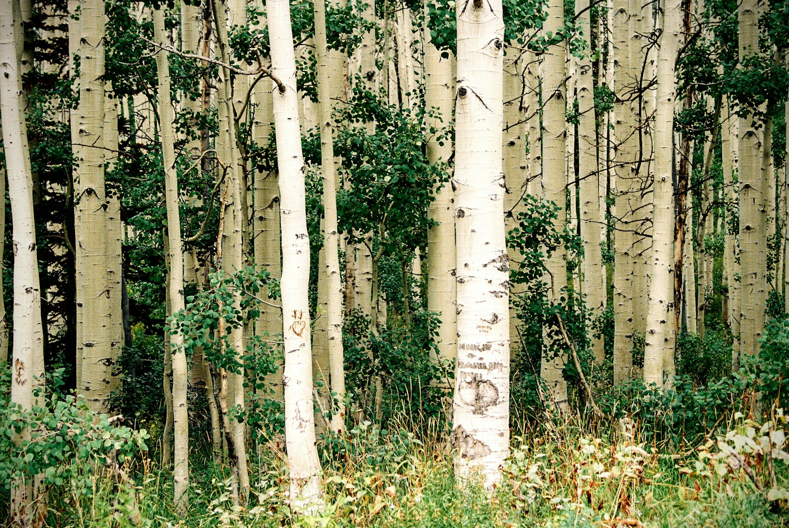Tree Markings in Forest