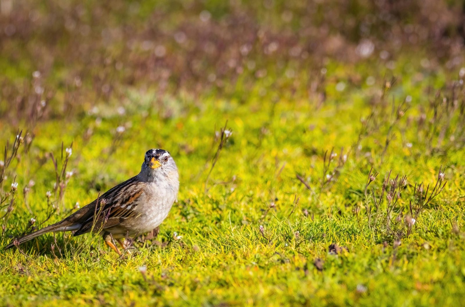 A white-crowned sparrow standing amidst vibrant green grass in a natural setting.
