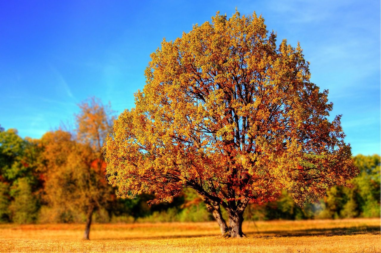 tree, park, autumn, fall, foliage, nature, countryside, scenery, tree, tree, tree, tree, tree, autumn, autumn, fall, nature