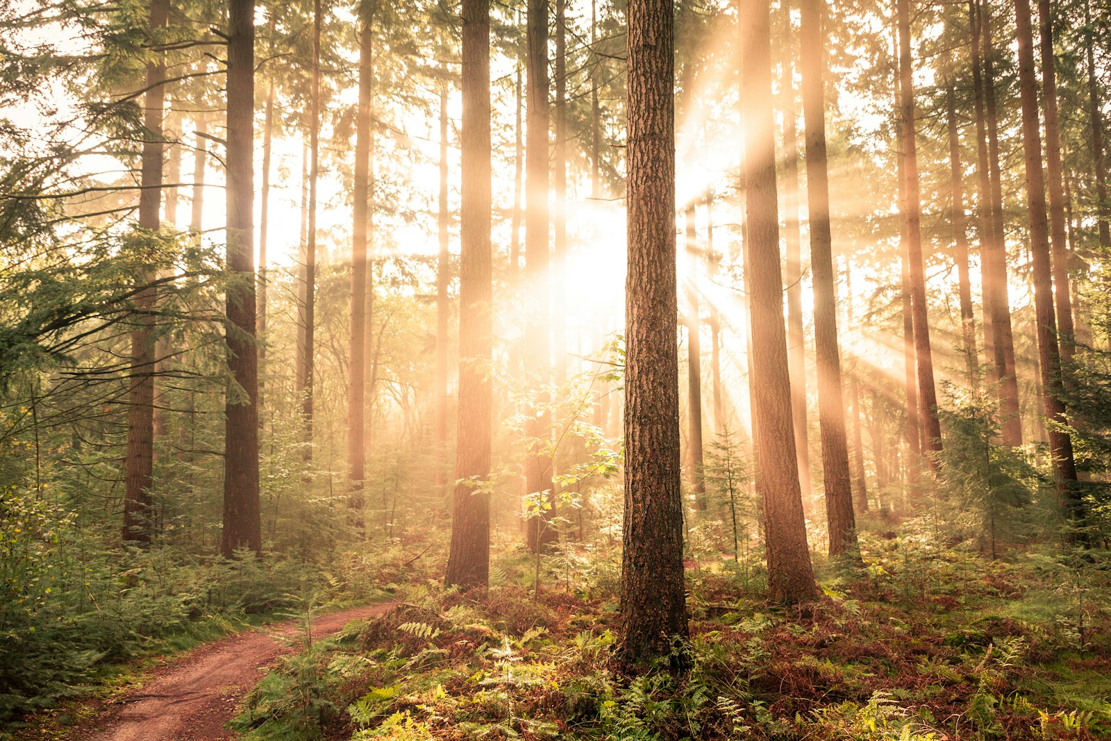 brown trees on forest during daytime