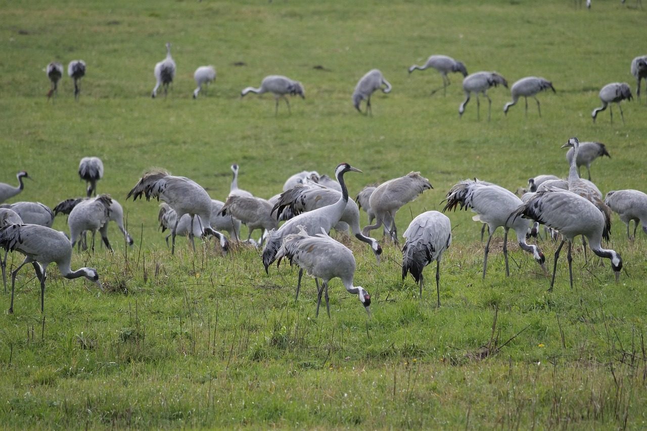 Wildlife Experiences