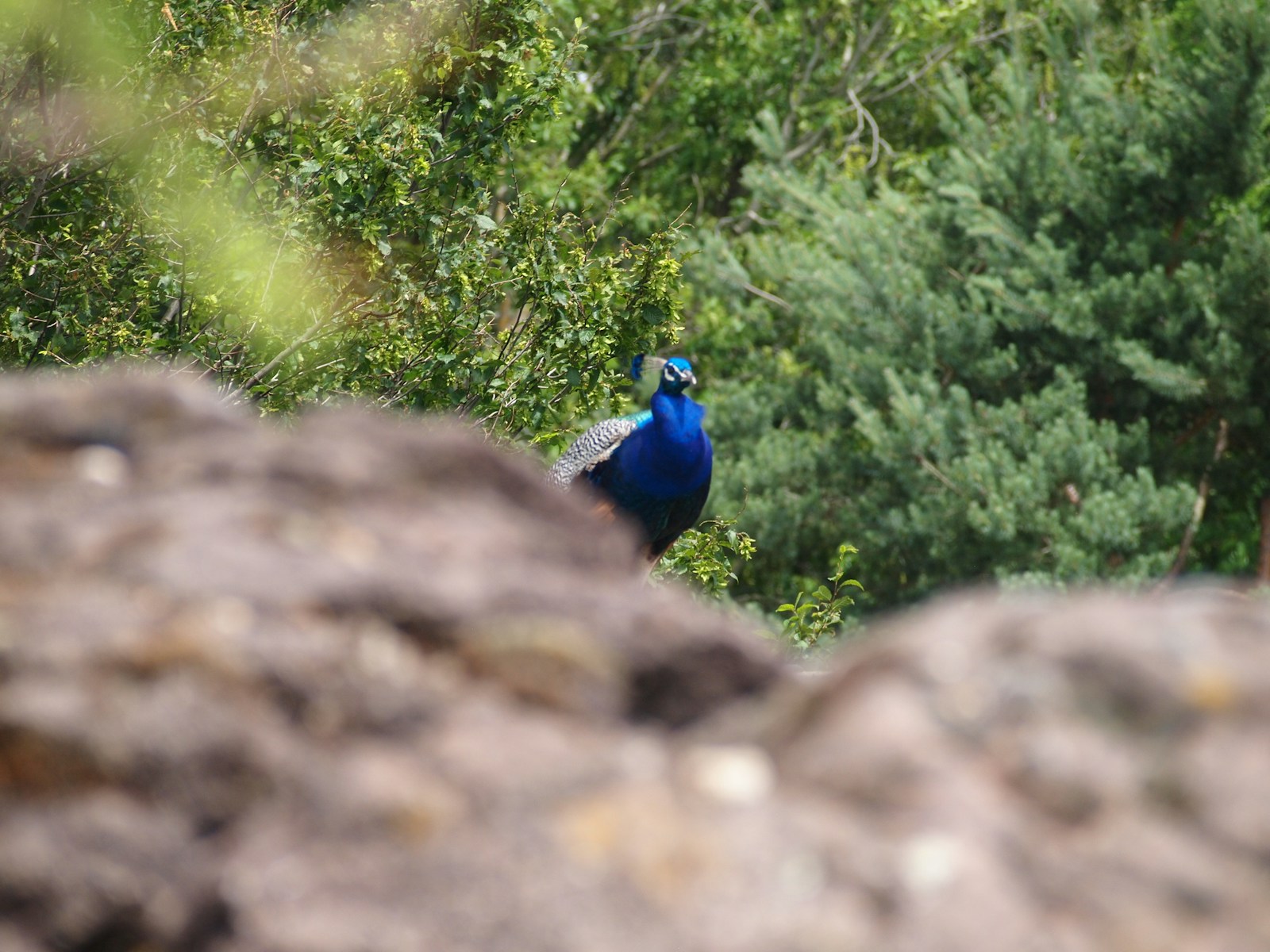 Birdwatching Adventures in Zion Canyon