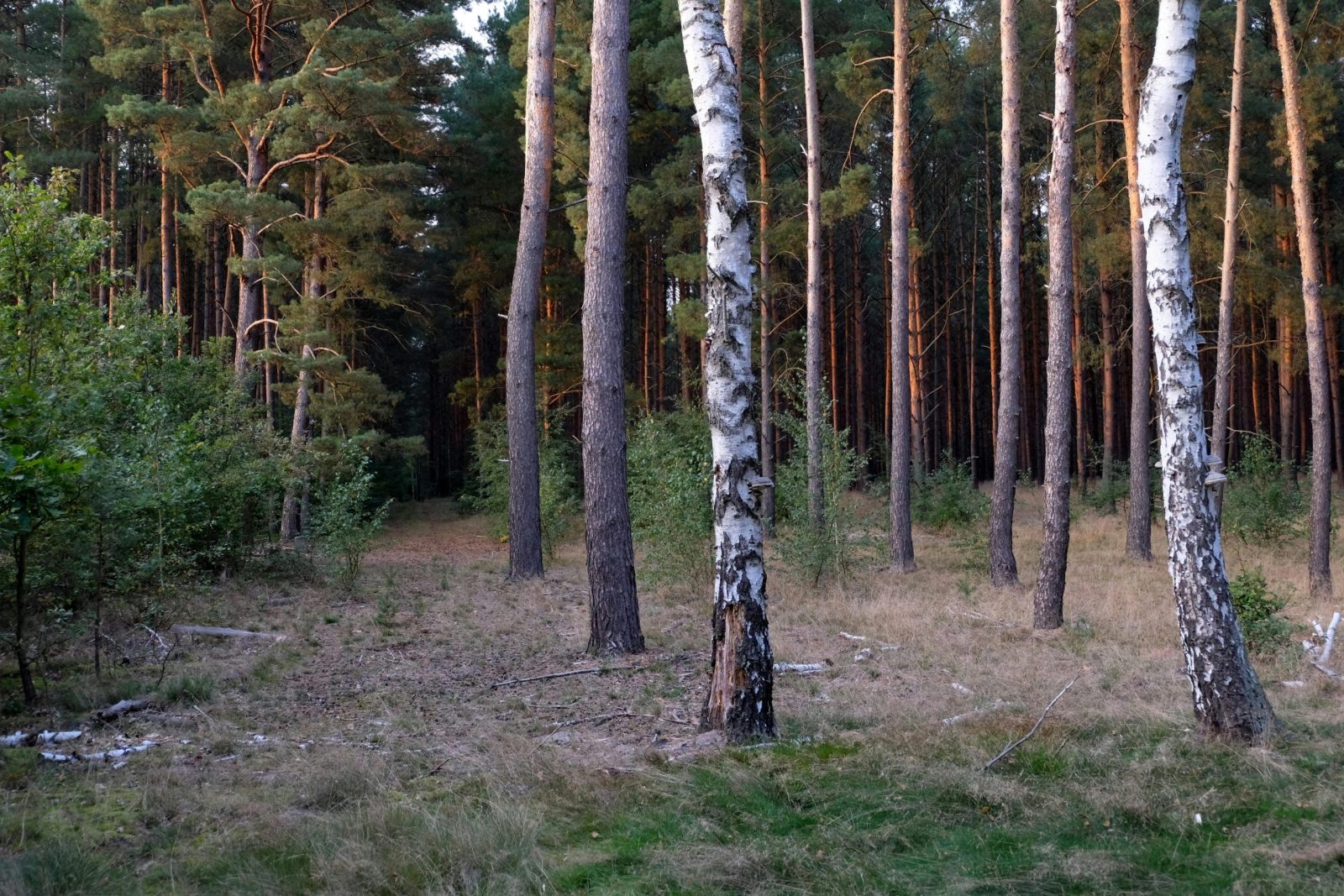 Tranquil view of a forest with tall pine and birch trees at sunset, ideal for nature themes.