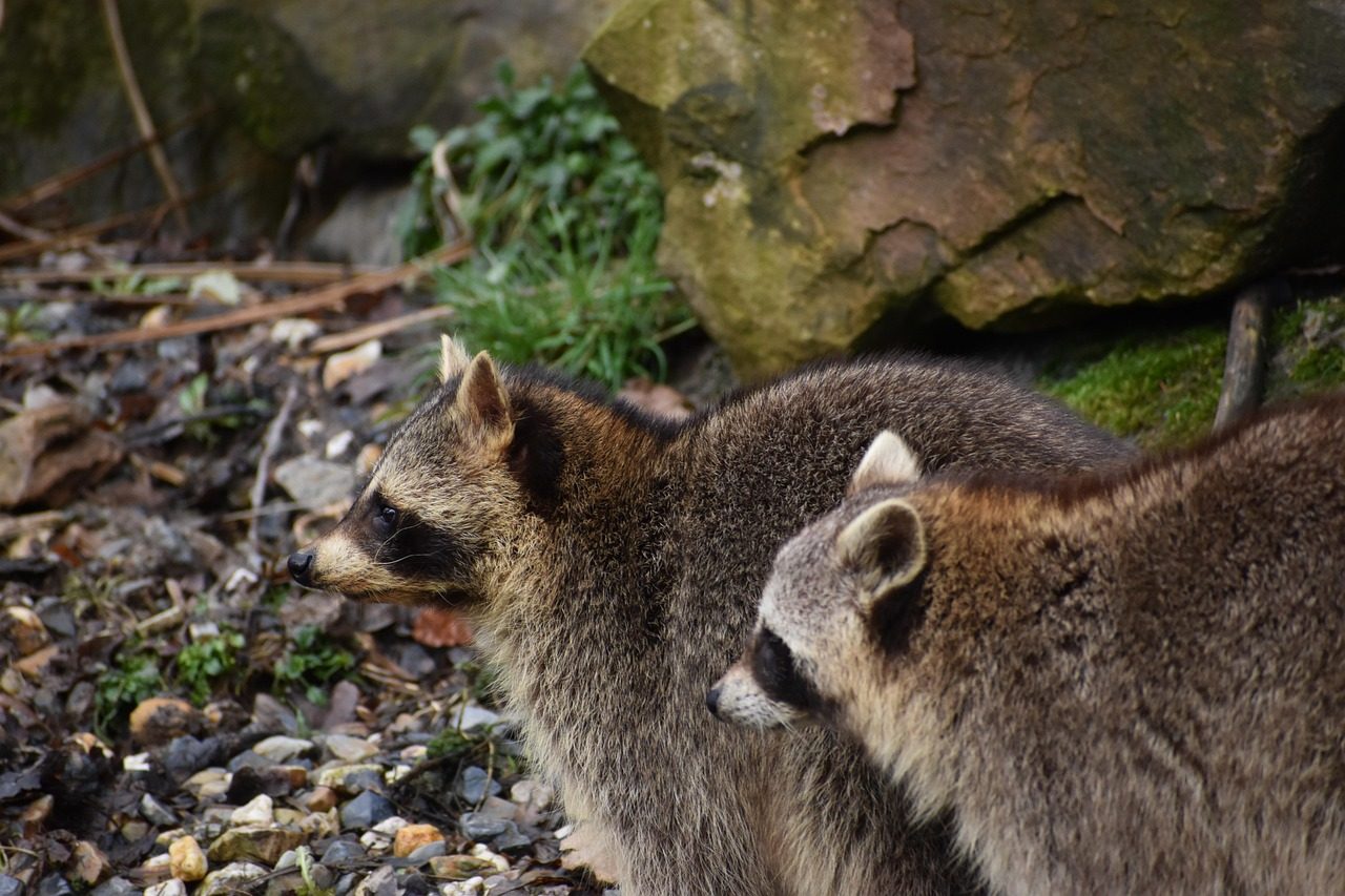 Raccoon Roaming in Forest